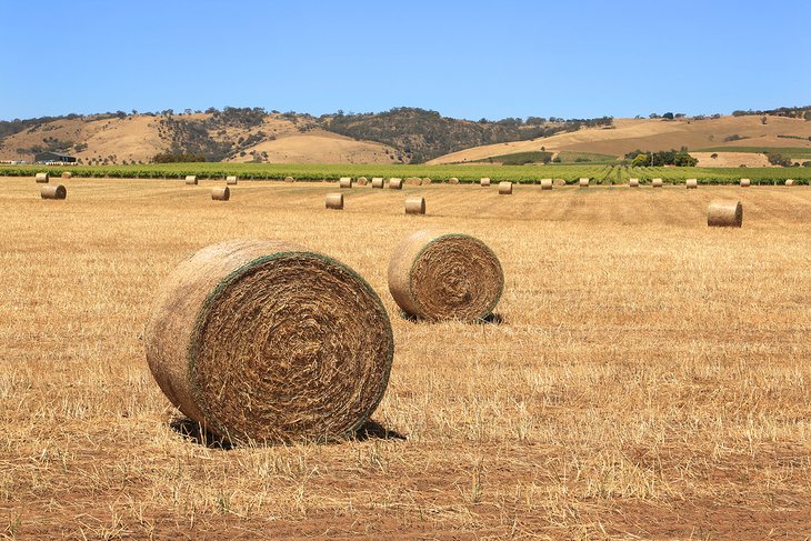 Bales of hay near Tanunda in the Barossa Valley