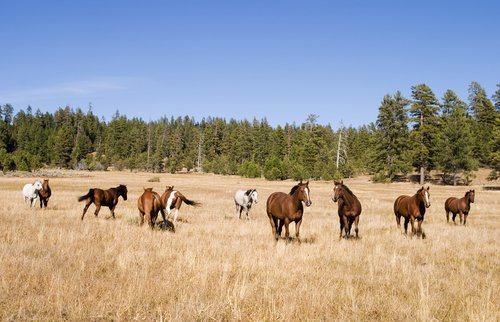 herd of horses. A herd of wild horses in