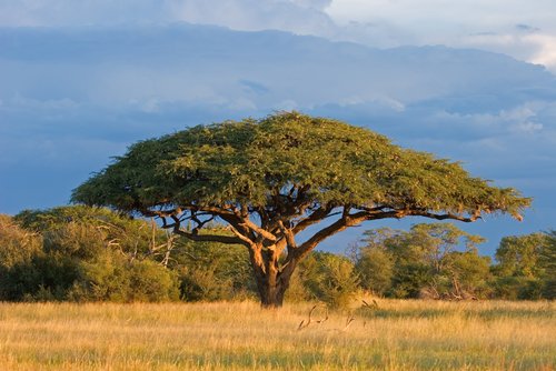 pictures acacia tree