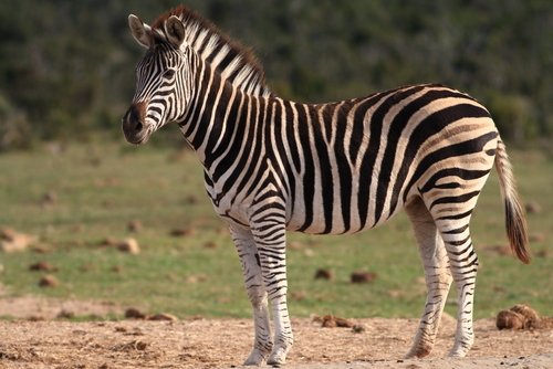 addo elephant park portrait