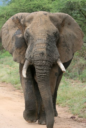 images of african elephants