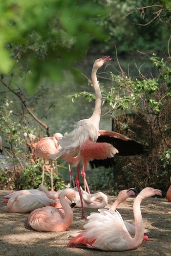 Zoo Berlin