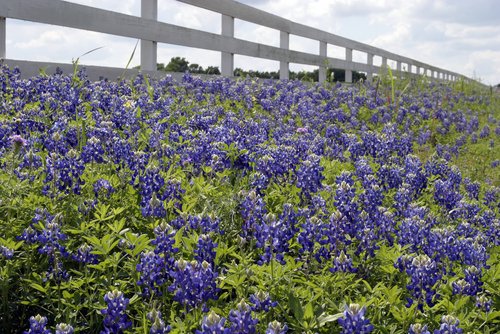 bluebonnets in texas. Bluebonnets growing in front