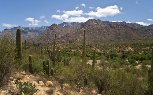 picture of catalina state park tucson planetware Catalina State Park 500x311