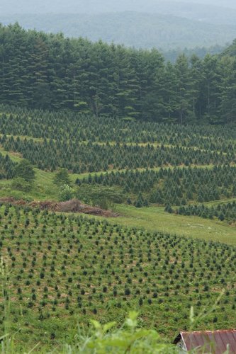 tree farms in carolina 28 images choose and cut tree tree farms in carolina 28 images choose and cut tree