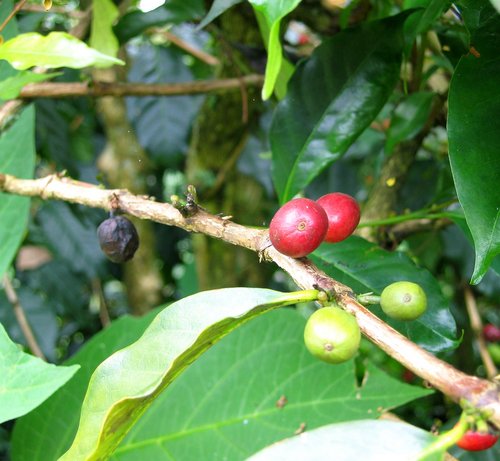 Coffee Beans Growing