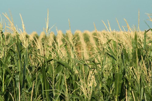 Photo corn feild