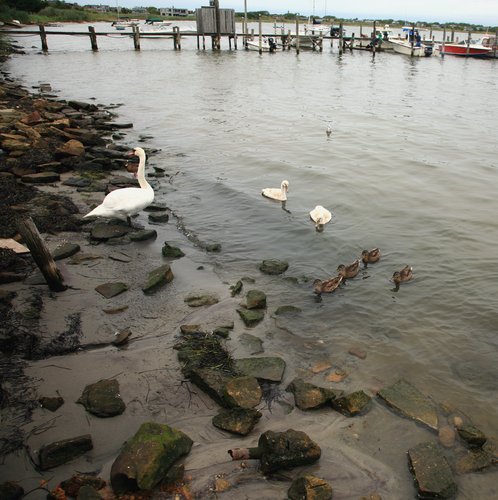 Ducks and geese in the Great South Bay, Fair Harbor, Fire Island. Ducks and geese in the Great South Bay, Fair Harbor, Fire Island.