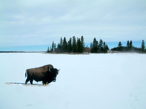 Picture of Elk Island National Park Beaver Hills, Edmonton - A ... Picture of Elk Island National Park Beaver Hills, Edmonton - A ...