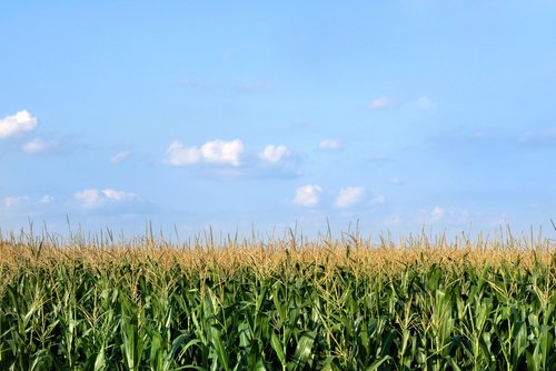 field-of-corn-in-illinois-il773.jpg