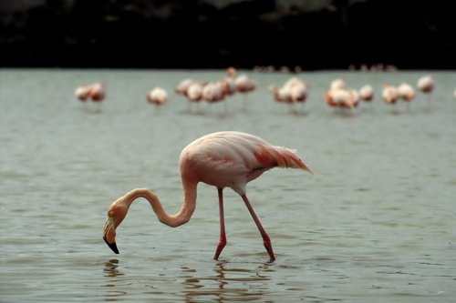 http://www.planetware.com/i/photo/galapagos-islands-galapagos-ecu142.jpg