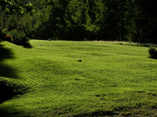 grassy field