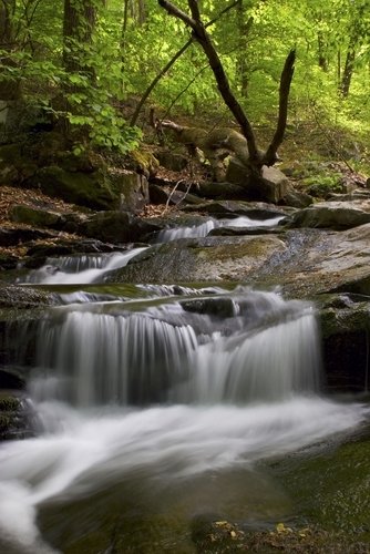 Herring Run in Susquehanna State Park, Havre de Grace.