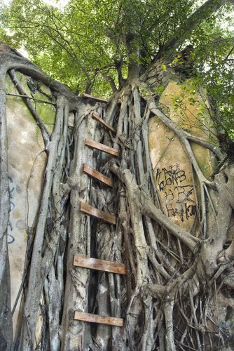 Ladder intertwined with Banyan tree in Maui.