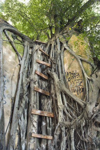 Ladder intertwined with Banyan tree in Maui. Ladder intertwined with Banyan tree in Maui.