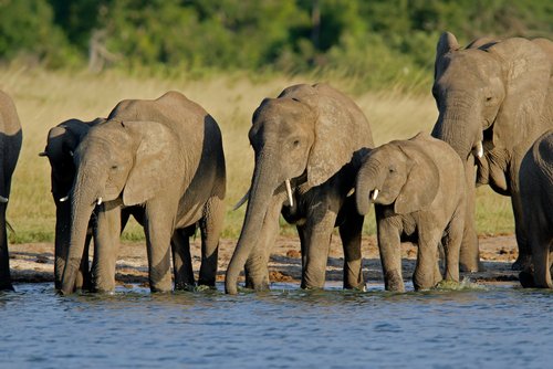 images of african elephants