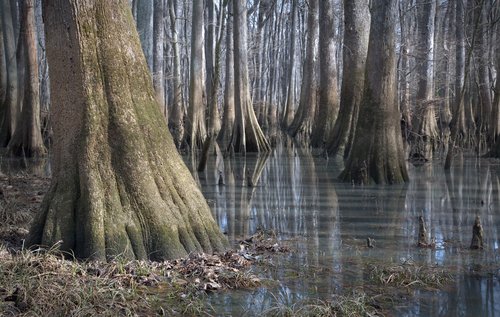 Pântanos Hopkins-congaree-swamp-national-monument-sc130