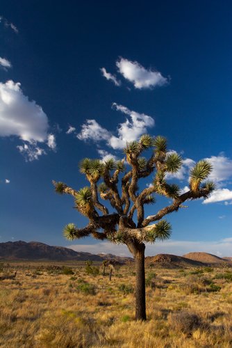 Joshua Tree California
