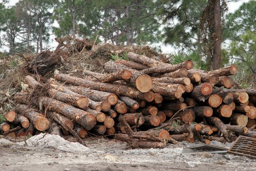 Logs stacked in Port St Lucie.