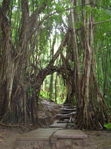 Manoa Falls information