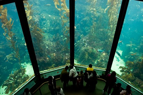 Monterey Bay Aquarium information. Visitors in front of the kelp forest tank 