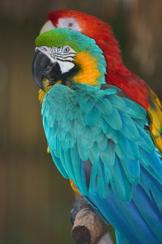 Blue+macaws+pictures