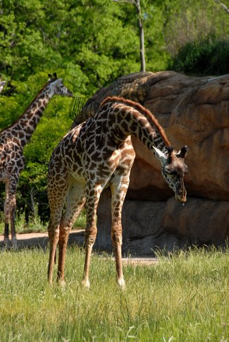 Giraffes at the Nashville Zoo.