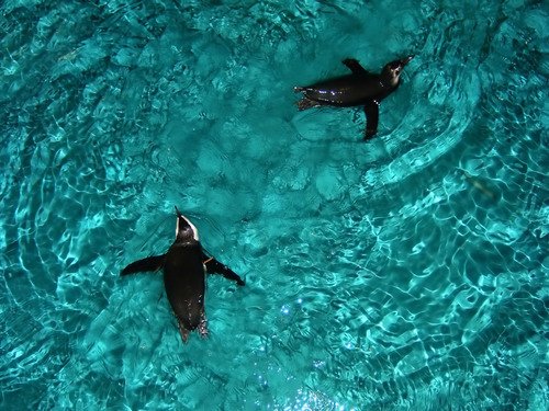 Boston Aquarium Pictures