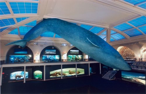 blue whale scale. I thought the lue whale