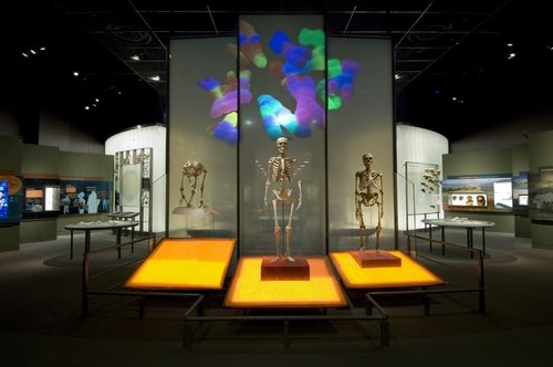 American Museum Of Natural History Student Tickets American Museum Of Natural History Student Tickets