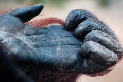 The hand lines of an orangutan.