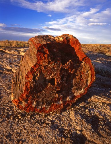 Petrified Tree in Petrified Forest National Park.
