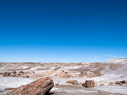 Tree shaped rocks in Petrified Forest National Park.