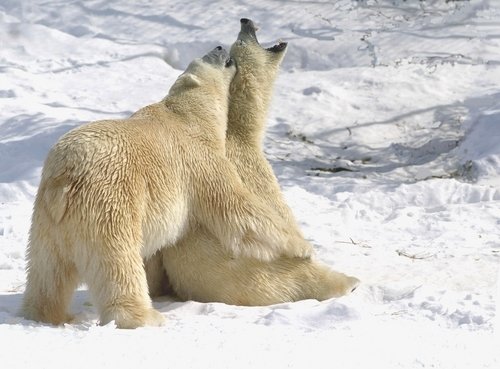 Polar bears at a rehabilitation center in Cochrane.