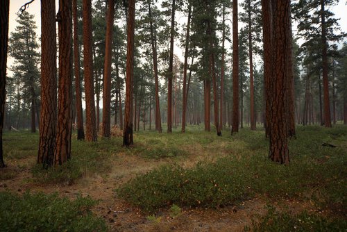ponderosa pine forest