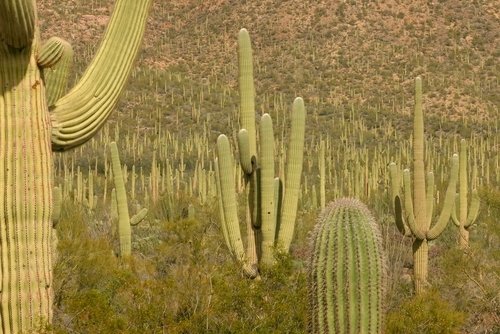 Forest of Cactus, Saguaro National Park in Tuscon.
