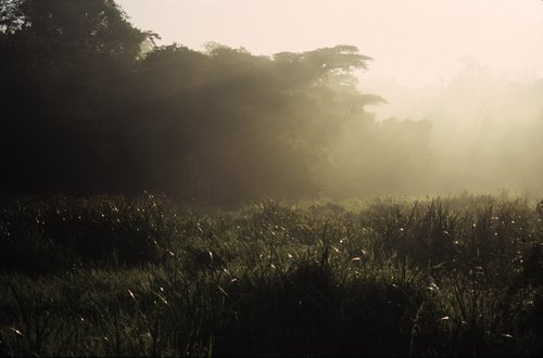 Saiwa Swamp