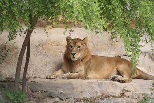 Lion at the San Antonio Zoo,