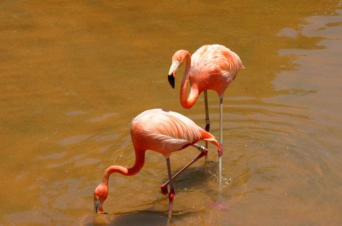 Seaworld San Diego. Flamingos at Sea World in San