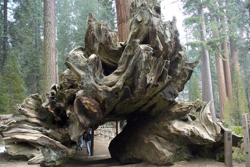 http://www.planetware.com/i/photo/sequoia-national-park-big-stump-california-ca380.jpg