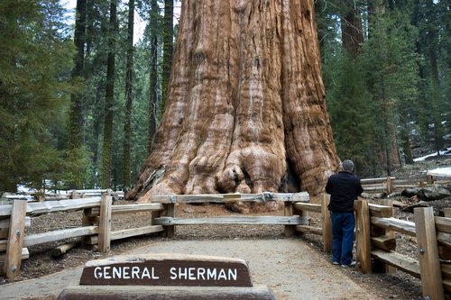 general sherman tree