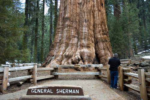 Picture of Sequoia National