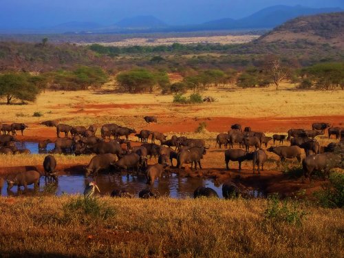 http://www.planetware.com/i/photo/serengeti-national-park-tza122.jpg