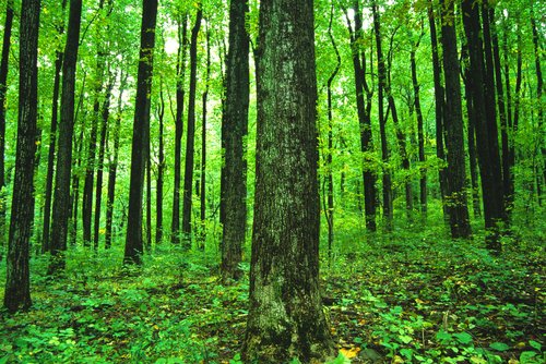 shenandoah national park. Shenandoah National Park