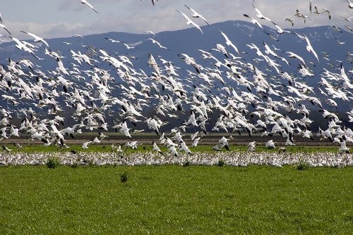 flock of birds carriage