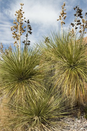 Tree Yucca