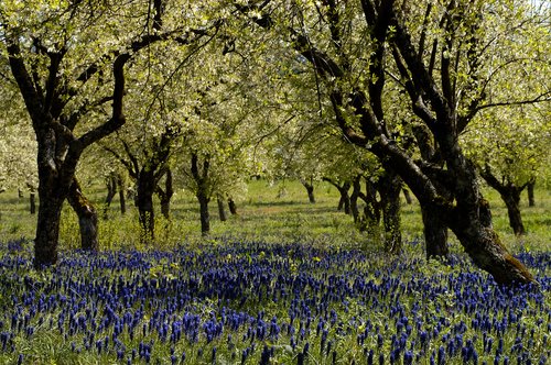 Springtime in the Orchard with Muscari growing all around.