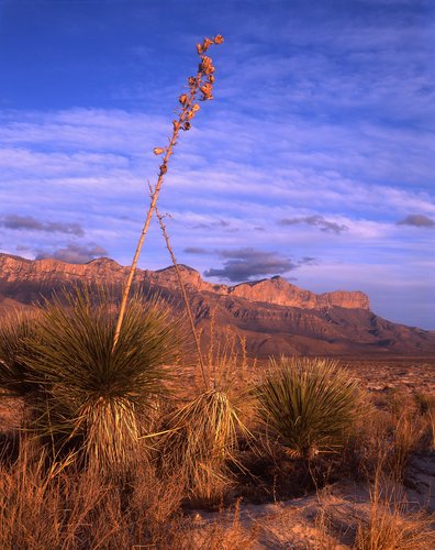 Desert vegetation in Guadalupe Mountains National Park.