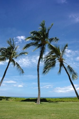 palm trees pictures. pictures of palm trees