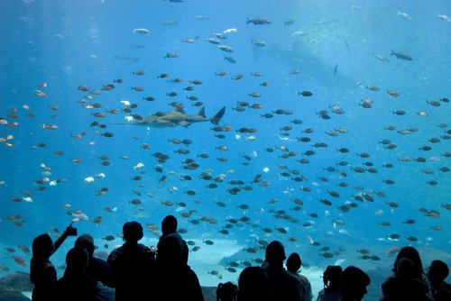 http://www.planetware.com/i/photo/visitors-watching-the-fish-at-the-georgia-aquarium-in-atlanta-gaa164.jpg